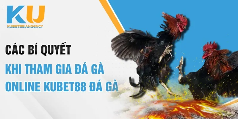 Các bí quyết khi tham gia đá gà online Kubet88 đá gà