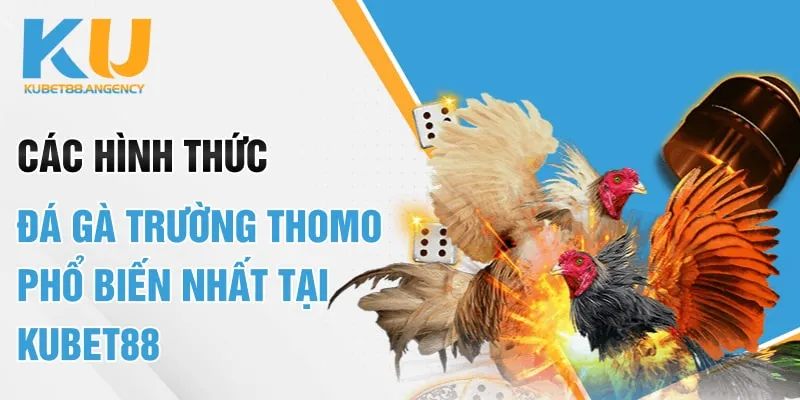 Các hình thức đá gà trường Thomo phổ biến nhất tại Kubet88