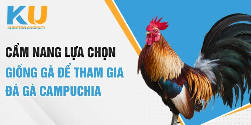 Cẩm nang lựa chọn giống gà để tham gia đá gà Campuchia