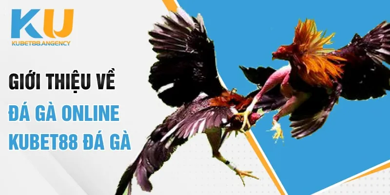 Giới thiệu về đá gà online Kubet88 đá gà