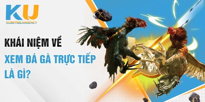 Khái niệm về xem đá gà trực tiếp là gì?