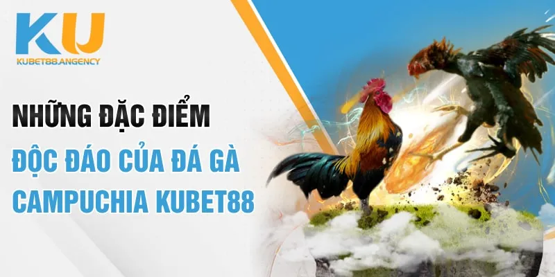 Những đặc điểm độc đáo của đá gà Campuchia Kubet