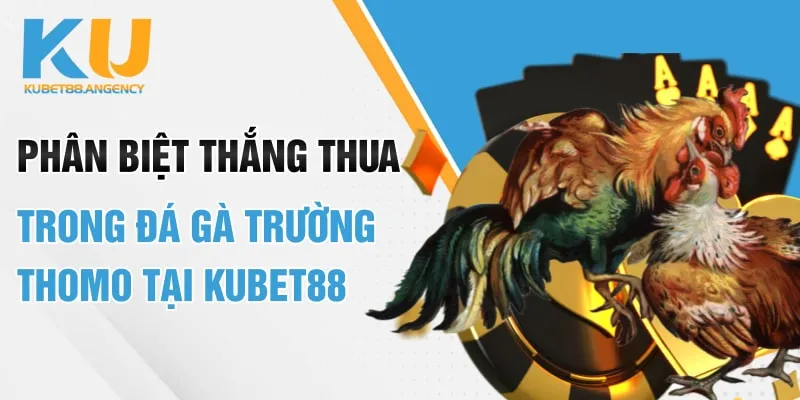 Phân biệt thắng thua trong đá gà trường Thomo tại Kubet88