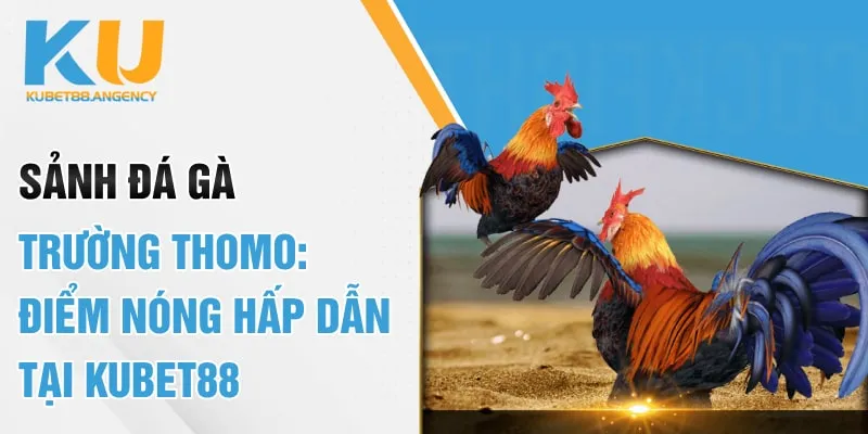Sảnh Đá Gà Trường Thomo: Điểm Nóng Hấp Dẫn Tại Kubet88