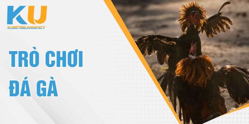 trò chơi đá gà
