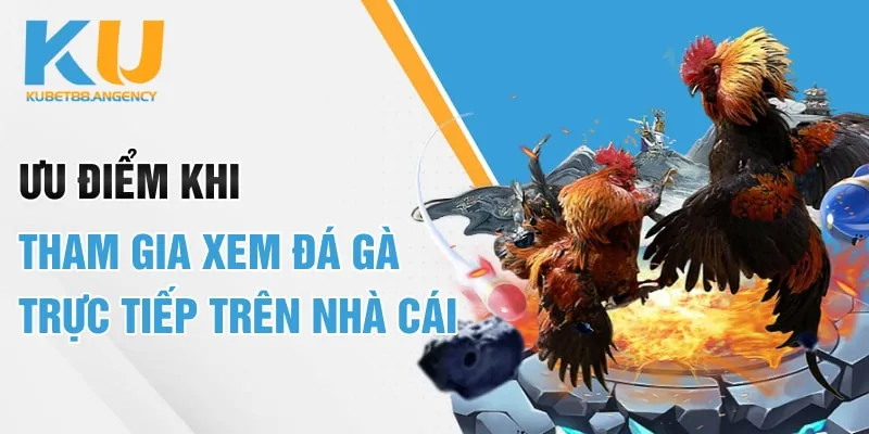 Ưu điểm khi tham gia xem đá gà trực tiếp trên nhà cái