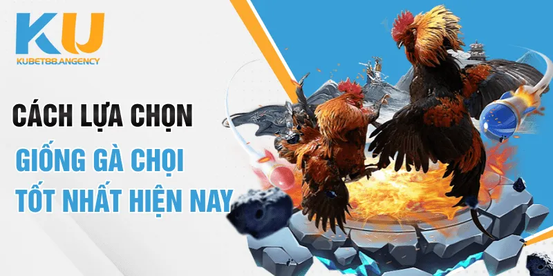 Cách lựa chọn giống đá gà chọi tốt nhất hiện nay