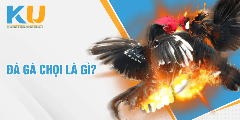 Đá gà chọi là gì?