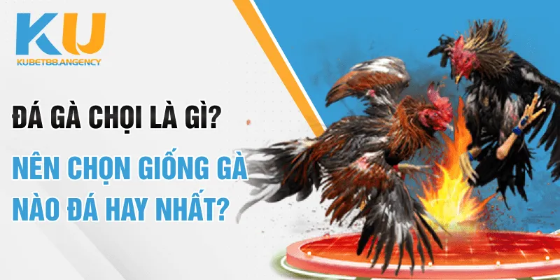 Đá gà chọi là gì? Nên chọn giống gà nào chiến đấu hay nhất?