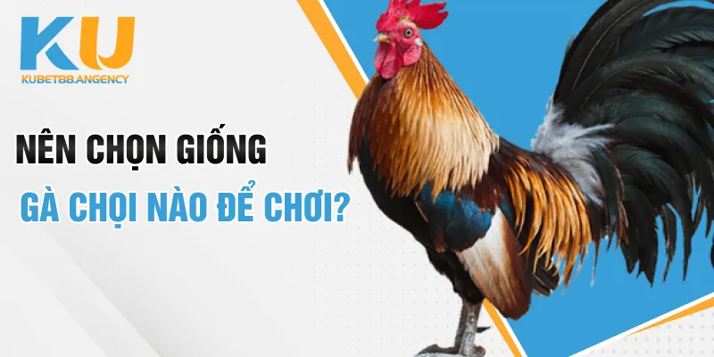 Nên chọn giống gà chọi nào để chơi?