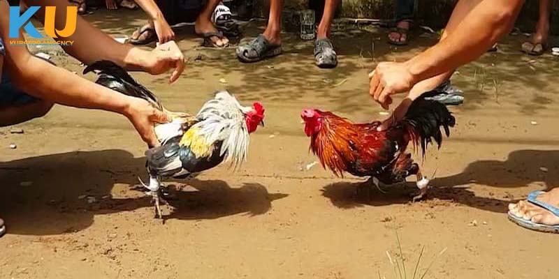 Đá gà cựa sắt là gì