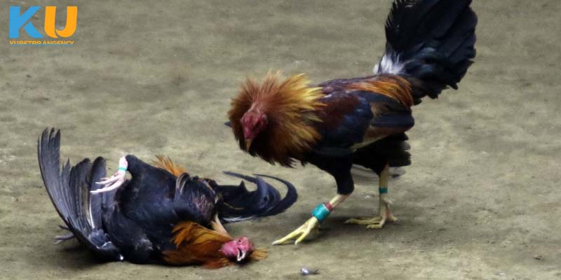 Cựa tròn trong đá gà cựa sắt