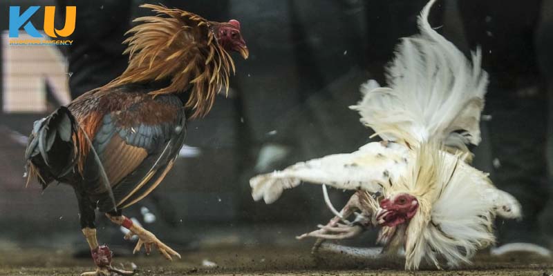 Những lợi ích khi chơi đá gà cựa sắt tại Kubet88