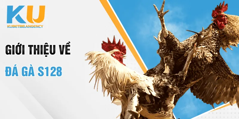 Giới thiệu về đá gà s128