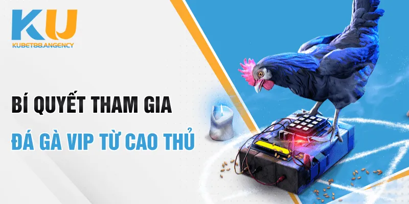 Bí quyết tham gia đá gà VIP từ cao thủ 