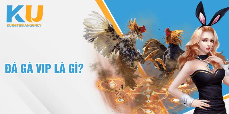 Đá gà VIP là gì?