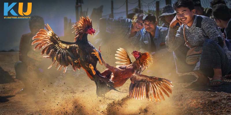 Lý do trò chơi đá gà tại Kubet88 được ưa chuộng