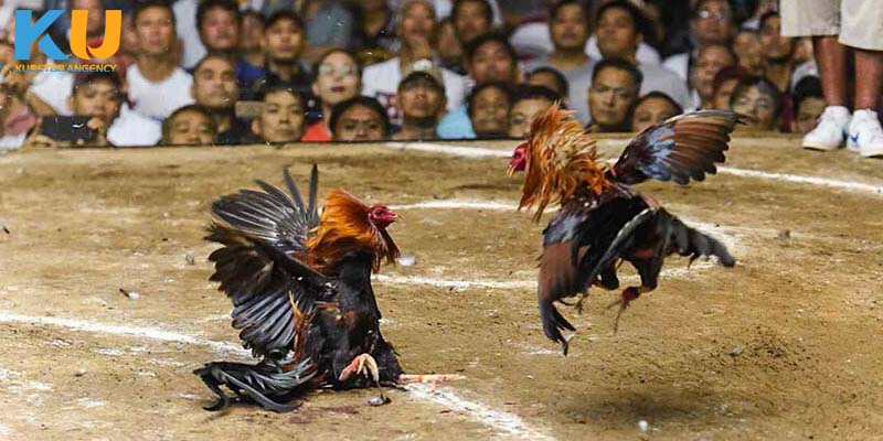 Bí quyết khi chơi trò chơi đá gà với tỷ lệ thắng lớn