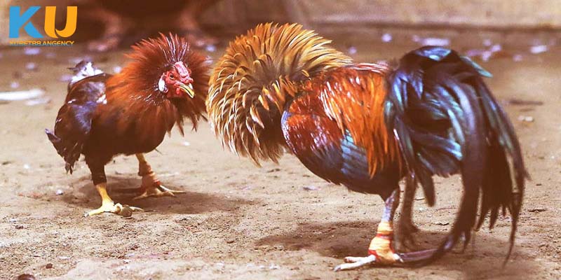 Chọn chiến kê chuẩn