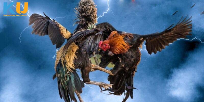 Quan sát tỷ lệ cá cược